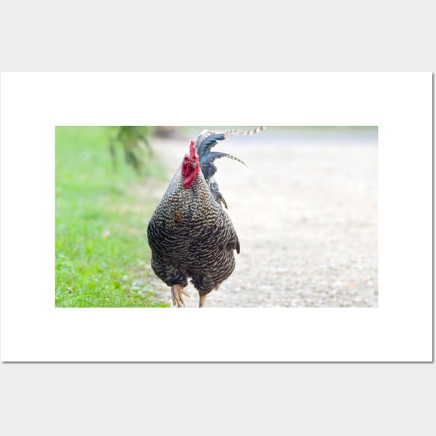 Plymouth rock rooster Wall Art by Drgnfly4free